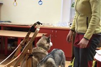 Husky v MŠ