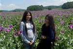 98eabab848c14216b70bb86c20008ed