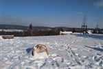 IMG_20210212_110619.jpg